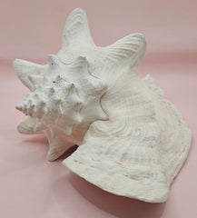 Large queen conch shell with flared pink interior and spiral tip, 9 inches, perfect for coastal home decor