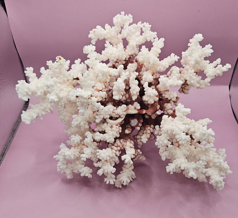 Close-up of a vintage brownstone coral with branching formations, ideal for coastal decor or marine collections.