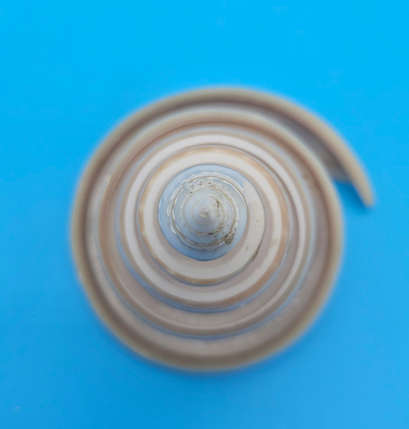 Strawberry Pearl Nautilus Cut Shell 3.4" Glossy Spiral Display – Brochure Style Interior