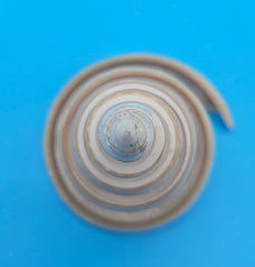 Strawberry Pearl Nautilus Cut Shell 3.4