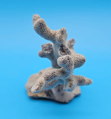 Blue Ridge Coral Specimen with branching form and porous texture on blue background