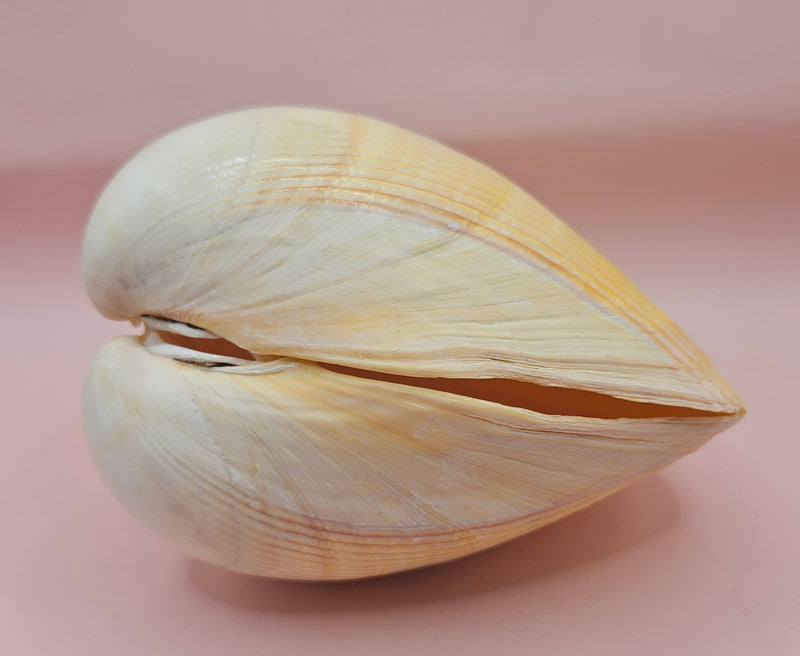 Natural cockle shell pair with deep ridges and creamy tones for coastal home display decor