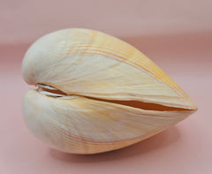 Natural cockle shell pair with deep ridges and creamy tones for coastal home display decor