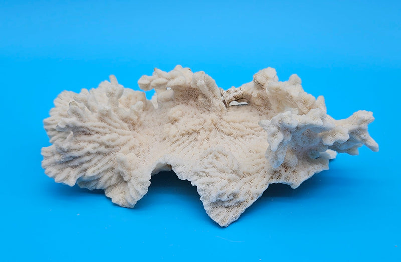 Merulina coral with ruffled fan shape and soft ivory texture on blue background