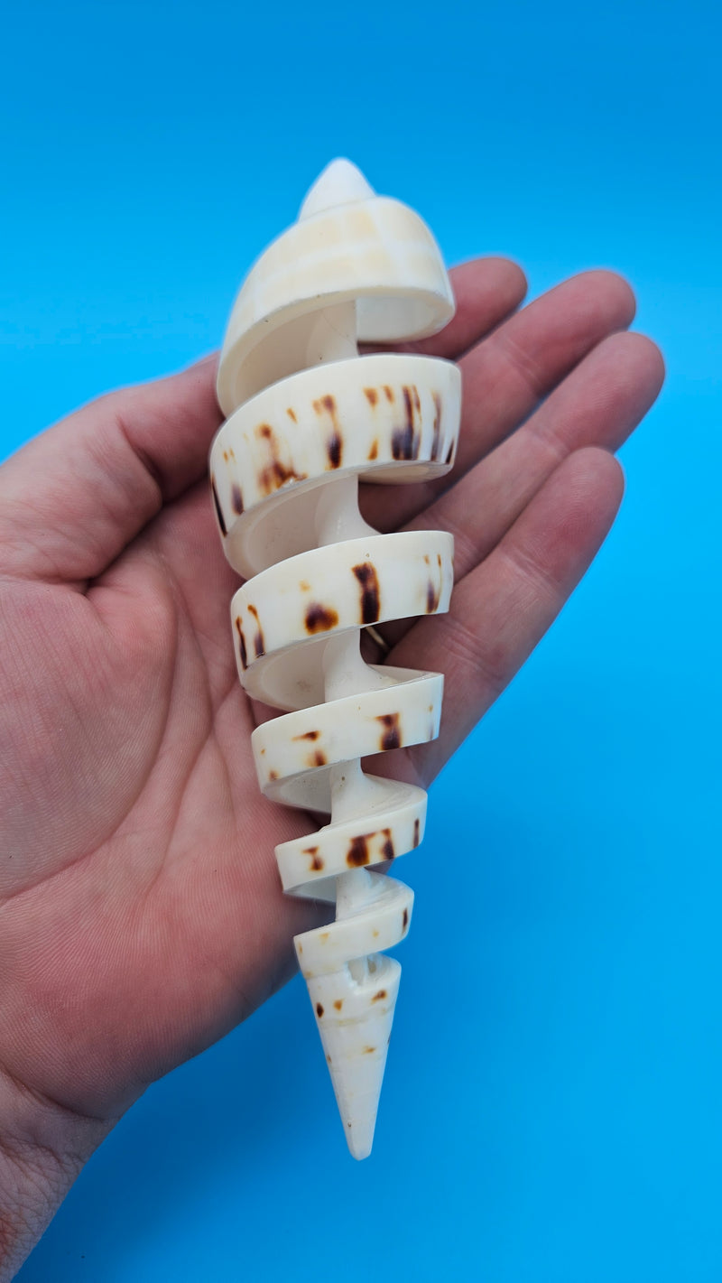 Spiral cut Marlin Spike display shell for coastal home décor – premium natural specimen