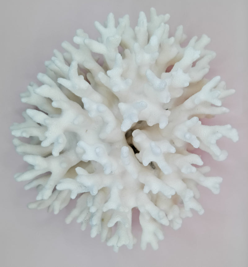 Vintage white Elkhorn Coral with natural branch texture – 9 x 5.5 x 8.5 inches coastal display decor