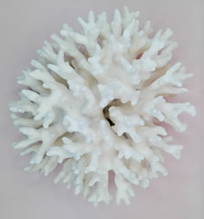 Vintage white Elkhorn Coral with natural branch texture – 9 x 5.5 x 8.5 inches coastal display decor