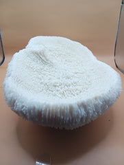 Vintage Bone White Slippers Coral – Unique Natural Ocean Decor (14.5