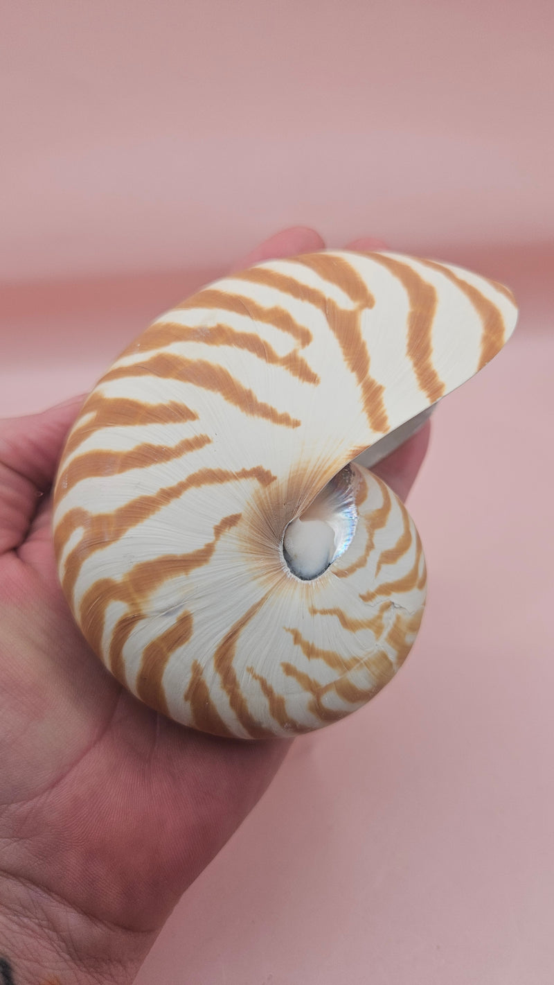 4-inch natural nautilus shell with smooth spiral pattern and creamy pearlescent finish.