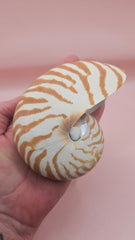 4-inch natural nautilus shell with smooth spiral pattern and creamy pearlescent finish.