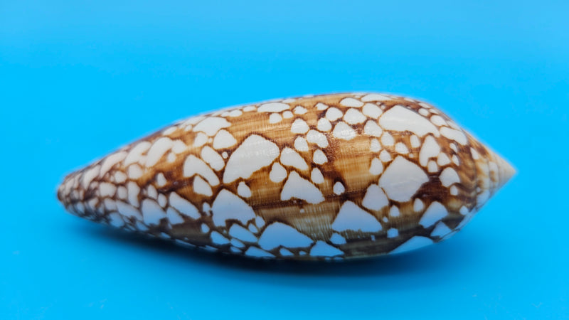  Conus pennaceus Feathered Cone shell with white markings over brown background, glossy 4-inch cone shell.