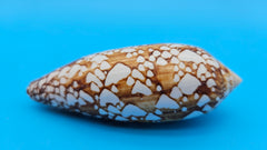  Conus pennaceus Feathered Cone shell with white markings over brown background, glossy 4-inch cone shell.