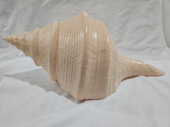 Large Monster Australian Trumpet Shell 18