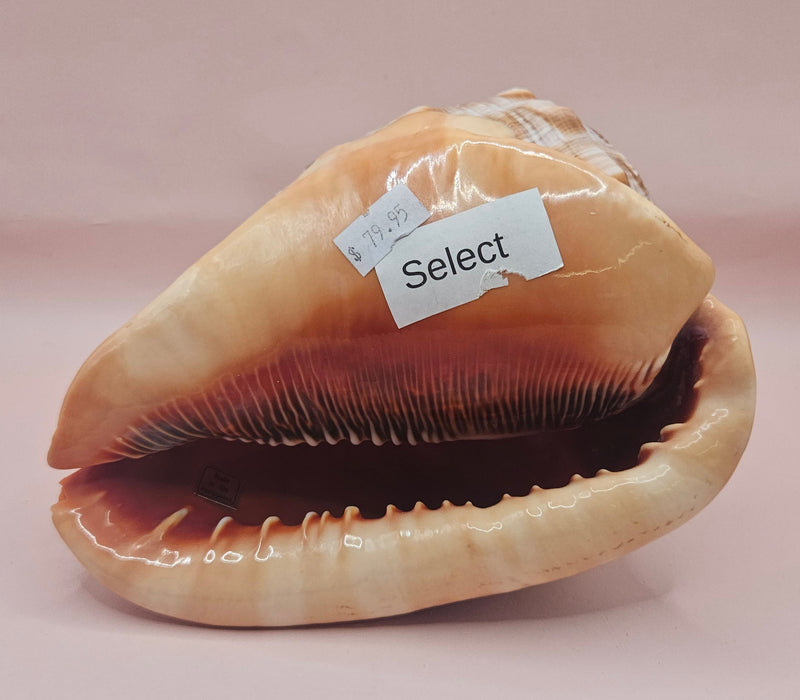 Bullmouth Cameo helmet shell with peach interior and textured dark outer ridges, measuring 7x5x4 inches