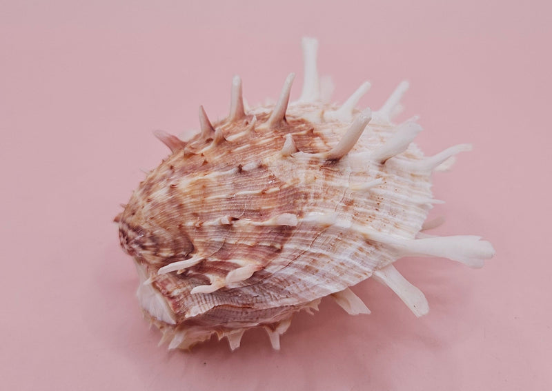 Spiny Spondylus shell with coral and ivory coloring on pink background, measuring 3.2 inches wide
