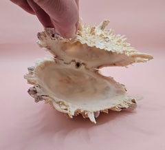 Spiky white Spondylus shell with ridged texture and sharp coral-like points, shown on a blue background
