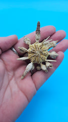 Pine Tree Urchin display shell 2.8 inches with natural spiny details for coastal home décor