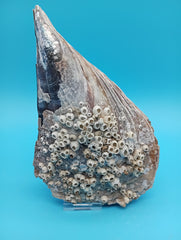 Angled view of barnacle covered rigid pen shell 8.4