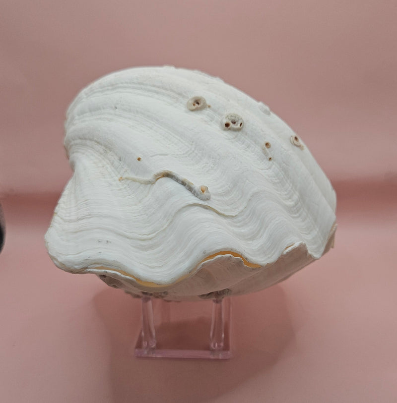 Vintage Bear Paw Clam Shell with natural ridges and tubeworm markings on a pink background – Hippopus hippopus specimen 10x7 inches