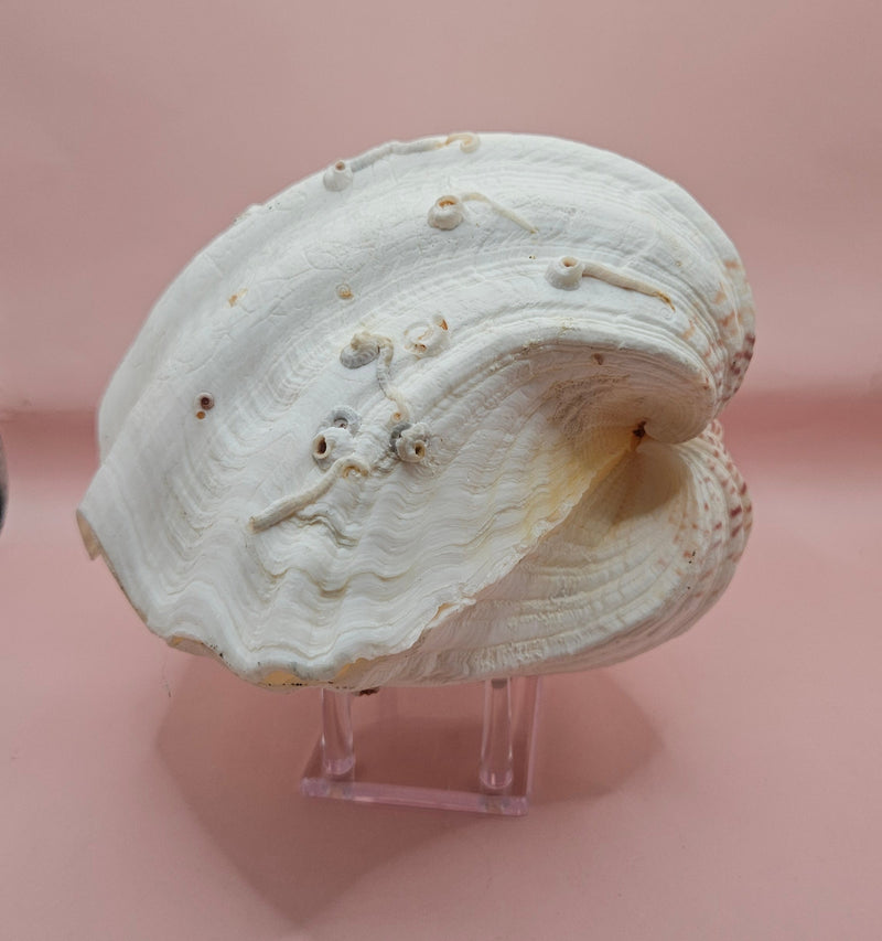 Vintage Bear Paw Clam Shell with natural ridges and tubeworm markings on a pink background – Hippopus hippopus specimen 10x7 inches