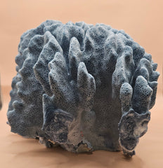 Vintage Blue Ridge Coral Heliopora coerulea Specimen – Deep Blue Textured Display Coral