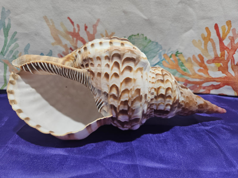 Triton Trumpet Charonia Variegata Display Shell - 11"