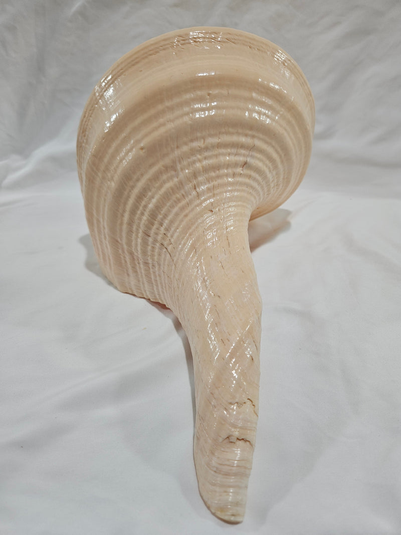 Large Monster Australian Trumpet Shell 18"