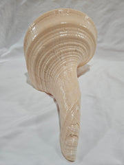 Large Monster Australian Trumpet Shell 18