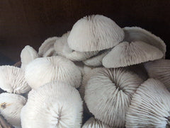 Mini Mushroom Coral 2