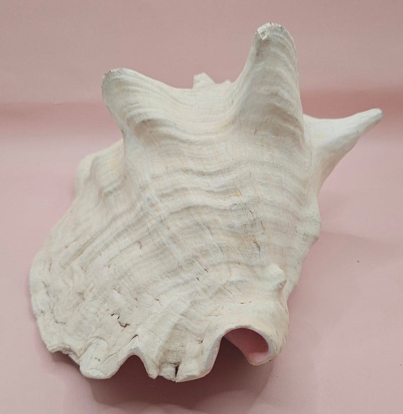 Large queen conch shell with flared pink interior and spiral tip, 9 inches, perfect for coastal home decor
