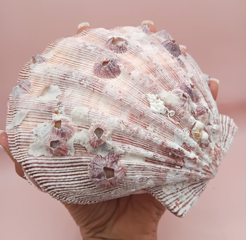 Natural Lion's Paw seashell pair, 5.6 by 5.2 inches, with textured barnacle accents and coastal tones