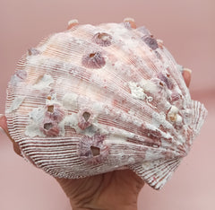 Natural Lion's Paw seashell pair, 5.6 by 5.2 inches, with textured barnacle accents and coastal tones