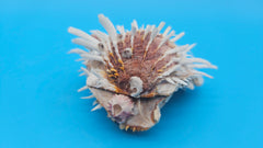 Hinged white Spondylus shell with long spines and orange accents, shown open and closed on blue background