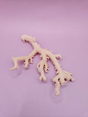 Ultra RARE Vintage Ivory Peach Stylaster Coral-4.75