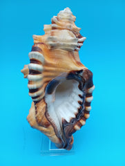 Perry Triton Cymatium 5.9