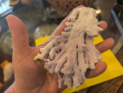 Purple Hydrocoral Fragment - 5x3.5x2