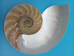 6.5