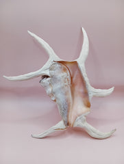 Lambis chiragra harpago shell with long curved spines and pink interior