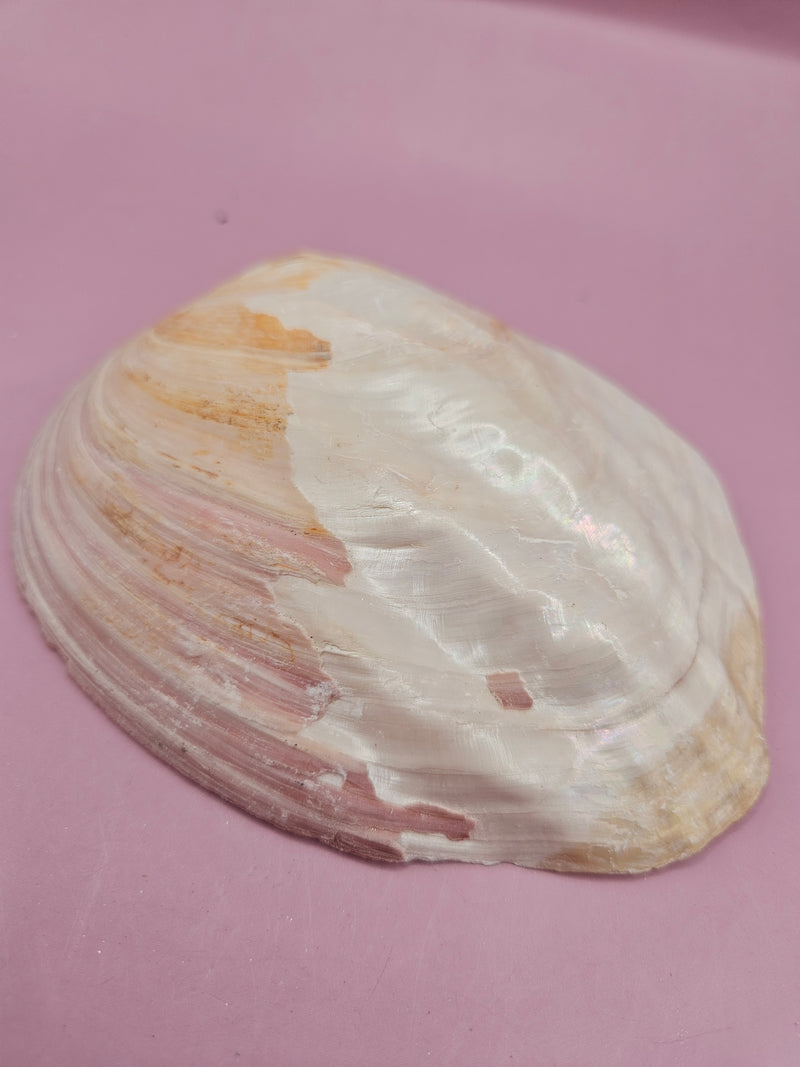 Natural pink clam shell showcasing delicate textures and soft hues.