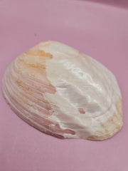 Natural pink clam shell showcasing delicate textures and soft hues.