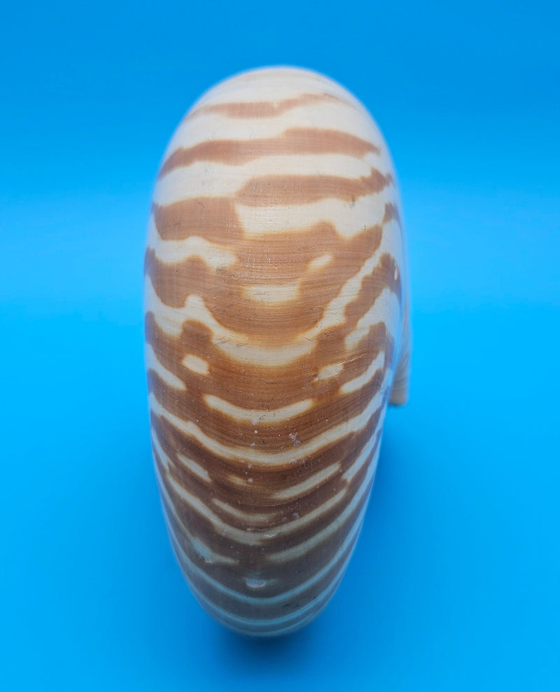 Tiger nautilus shell with brown stripes and spiral design on blue background