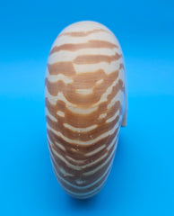 Tiger nautilus shell with brown stripes and spiral design on blue background