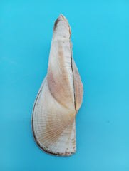 Propeller Ark Shell Trisidos tortuosa 4 inch twisted seashell