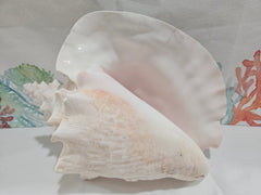 Vintage Pink Queen Conch 9.5