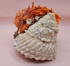 Princeps Spondylus Spiny Oyster Shell with Attached Undosa Astraea – Natural Ocean Display 6x5x4