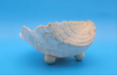 Bear Paw Clam dish 7.2-inch white scalloped seashell bowl for coastal display décor
