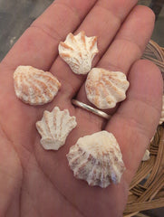 Kitten Paw Shell