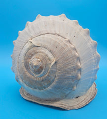 Large Queen Helmet display shell for coastal home decor - premium natural specimen
