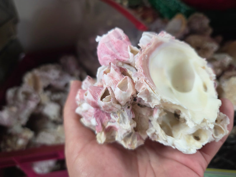 Barnacle cluster & Jewel Box shell natural combo