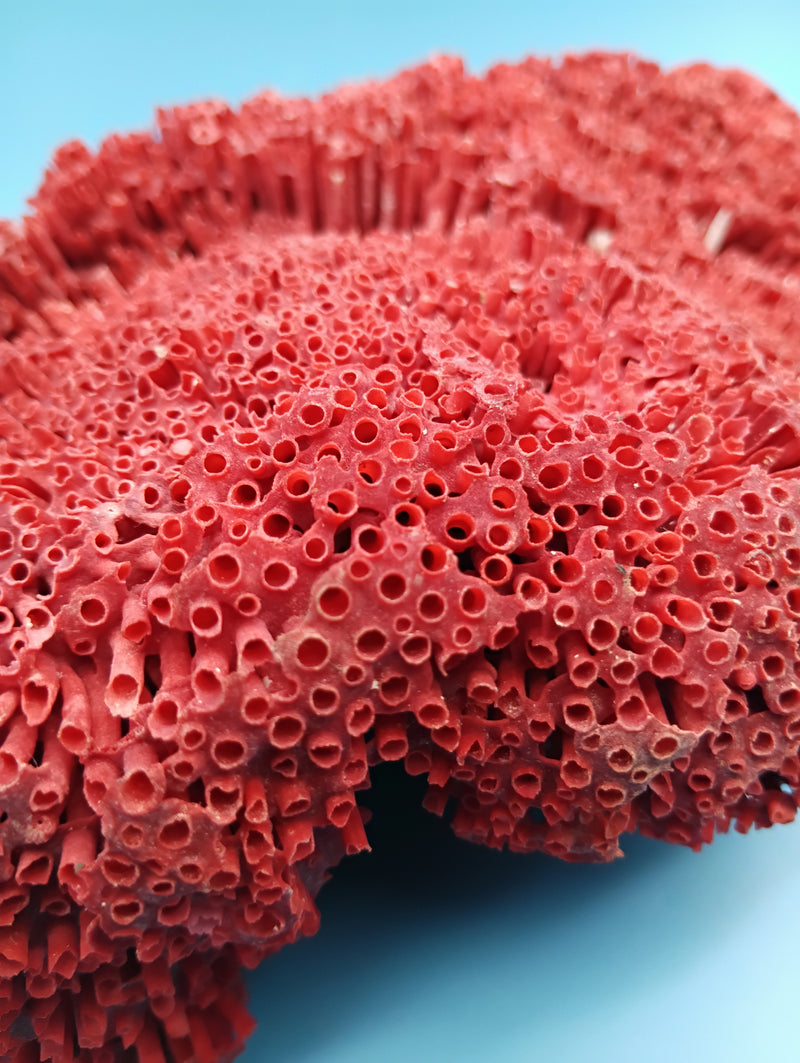 Vintage Red Pipe Coral 12x7x3.5 (Tubipora musica) Ocean Collectible